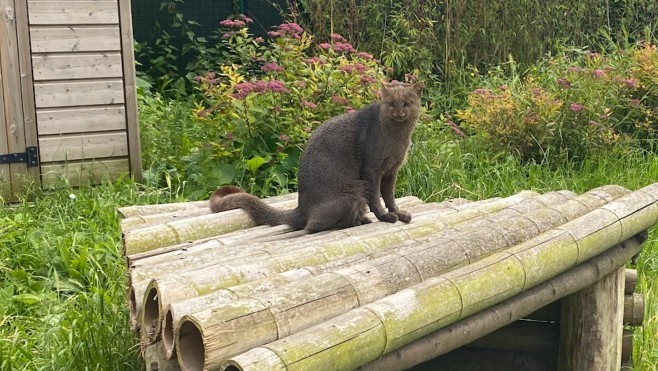 Les Escapades : Le Parc Bio-Topia présente le Jaguarondi à Fort-Mardyck ! 