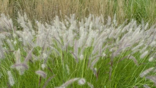 Risque élevé d'allergie au pollen avec le temps estival des derniers jours