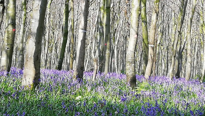 Les Escapades : la forêt de Guînes, le poumon vert du Calaisis