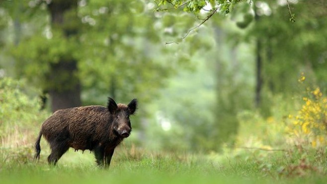 La France menacée par la peste porcine