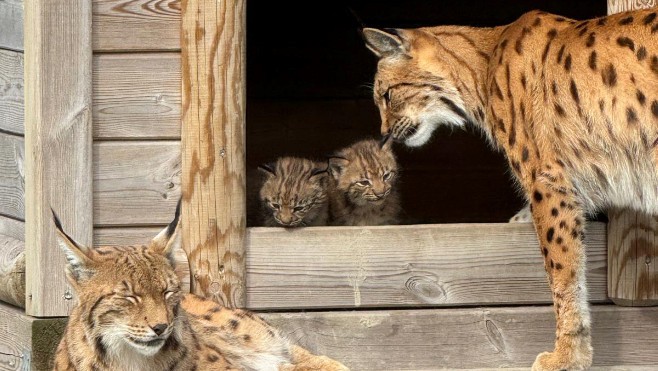 Deux bébés lynx viennent de naître au parc Bio-Topia de Fort-Mardyck