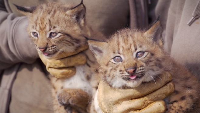 Fort-Mardyck: à vous de voter pour donner un nom aux deux bébés lynx nés au parc Bio-Topia