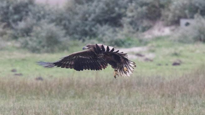 L'un des plus grands rapaces d'Europe actuellement au Parc du Marquenterre