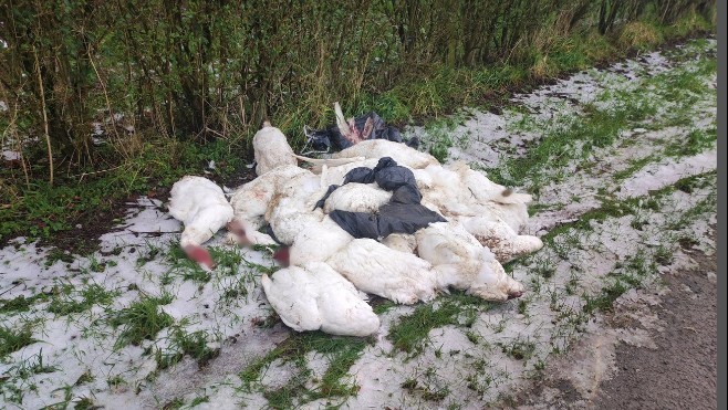 Lottinghen : 17 oies, têtes coupées retrouvées en tas au bord d'une route !