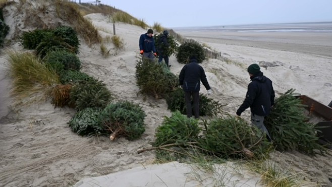 Les sapins de Noël déposés dans les dunes à Merlimont et Stella