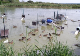 Un cas de grippe aviaire dans le Pas-de-Calais