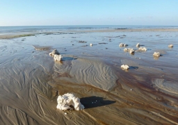 Des tonnes de paraffine échouées de Berck à Wimereux