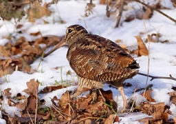 Froid: la chasse à la bécasse des bois suspendue.