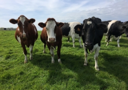 Wacquinghen : pour sortir de la crise du lait un agriculteur mise sur le bio.