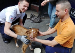 Plus de 25 degrés à Boulogne sur mer, un chien a été sauvé d'une voiture !