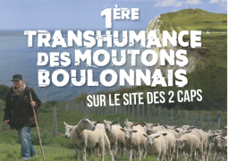 Une transhumance de 500 moutons boulonnais au cap Blanc-Nez !