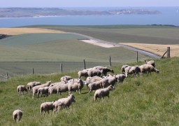 Site des 2 Caps : transhumance de 500 moutons boulonnais ce samedi