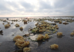 Echouage massif de galettes jaunes de Boulogne jusqu'au Touquet