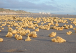 Pollution de plage : les boulettes jaunes sont bien de la paraffine 