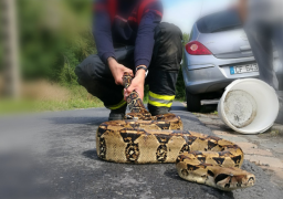 Un BOA retrouvé sur la route près de Douai  