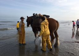 Zoom sur une tradition ancestrale unique au monde : la pêche à la crevette à cheval