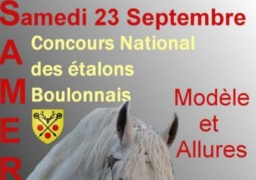 A Samer : un concours national des étalons boulonnais pour sauver la race !