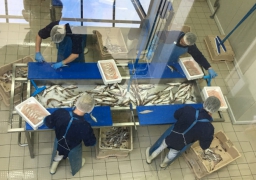 Devenez fileteur de poisson, une filière toujours bien vivante à Boulogne.