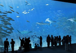 NAUSICAA : un soigneur de requins en mission dans l’Océan Indien