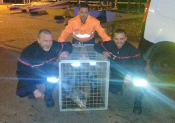 Un bébé phoque sauvé à Wimereux