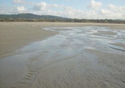 Pollution d’hydrocarbures sur la plage de Dannes