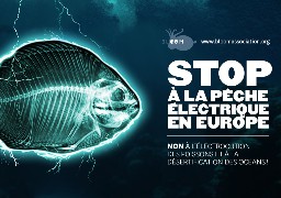 La pêche électrique sera-t-elle généralisée en Europe ?