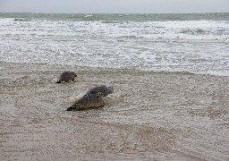 Un phoque abattu au fusil de chasse sur la plage