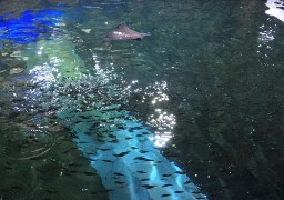 Des sardines, des sélènes et deux poissons nettoyeurs dans le Grand Bassin de Nausicaà !