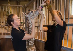 A Bellewaerde, le girafon Kundi est mort...