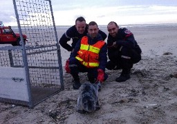 Un bébé phoque secouru à Saint-Etienne-au-Mont 