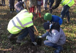 1500 arbres replantés au bois d’Haringzelle après la maladie du frêne !