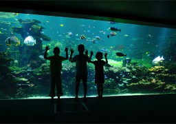 Nausicaà N°1 du classement « des plus beaux aquariums de France » 