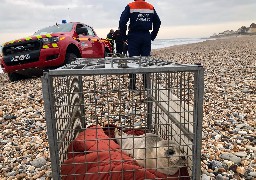 Un bébé phoque sauvé sur la plage d'Audresselles