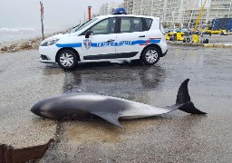 Hardelot: un dauphin retrouvé mort sur la plage