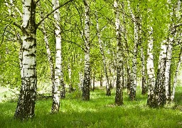 Arrivée massive des pollens de bouleau dans les Hauts-de-France