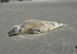 Wimereux : un vieux phoque se repose sur les plages, les promeneurs doivent rester distants