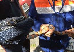 Une boulonnaise tombe nez à nez avec un serpent dans son appartement.