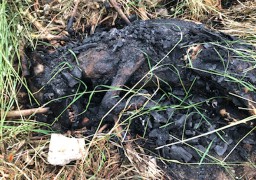 A Equihen-plage, un chien retrouvé calciné au bord d’un chemin !