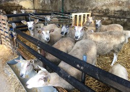 500 moutons feront la transhumance samedi matin au Blanc Nez !