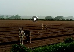 Des chiens-loups tchécoslovaques sur la Côte d'Opale