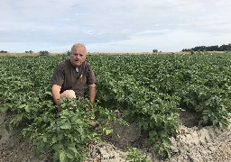 Les agriculteurs de la Côte d’Opale craignent pour leurs récoltes à cause de la sécheresse. 