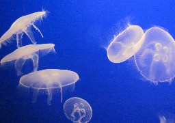 Gare aux méduses si vous vous baignez sur la Côte d’Opale