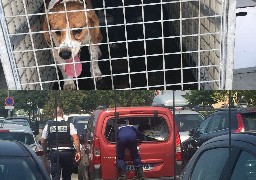 Boulogne : 2 chiens enfermés dans une voiture en plein soleil