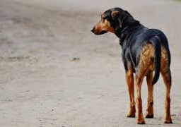 Stop aux abandons d’animaux !