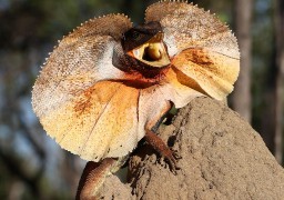 Trois lézards à collerette sont arrivés à Nausicaa