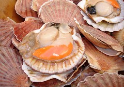 La pêche à la coquille Saint-Jacques est ouverte ! 