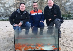 Une cinquantaine de poissons rouges abandonnés sur la plage d'Escalles !