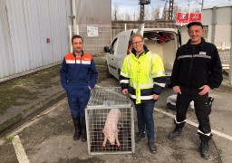 Outreau: un cochon récupéré en divagation dans la zone industrielle