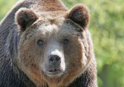 Des ours bruns américains à Pairi Daiza