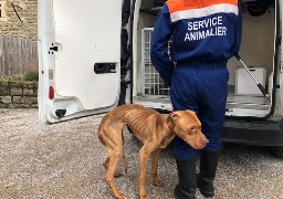 Boulogne : un chien agonisant secouru dans un appartement